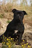 STAFFIE 332